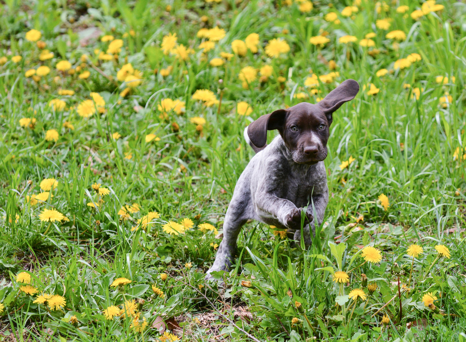 Brunspraglet, korthåret valp med flagrende ører løper i gresset omgitt av løvetann