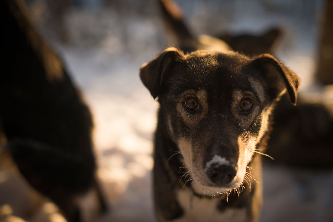 Brun hund med litt snø på snuta stirrer fokusert inn i kameraet.
