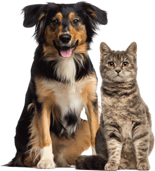 Hund (tricolor) og katt (gråspraglet) som sitter ved siden av hverandre. Begge ser sunne ut - det blir de med fôr fra Appetitt.