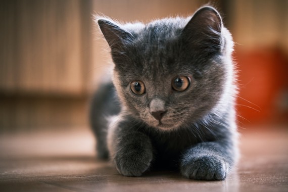 En søt kattunge som stirrer på sitt kattevis