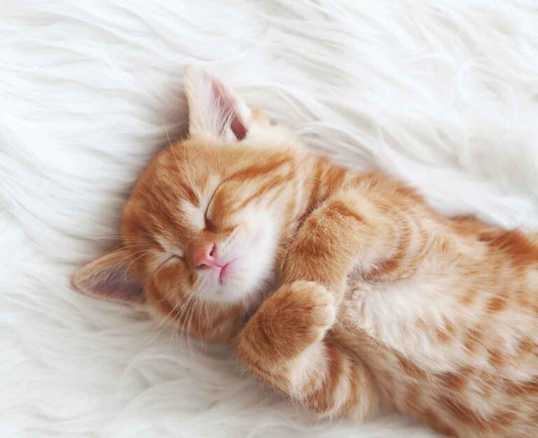 Oransje søt kattunge sovende på rygg med forpotene krysset.